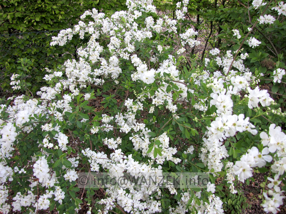 Exochorda macrantha The Bride - Sol nah1.JPG
